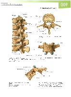 Sobotta  Atlas of Human Anatomy  Trunk, Viscera,Lower Limb Volume2 2006, page 16
